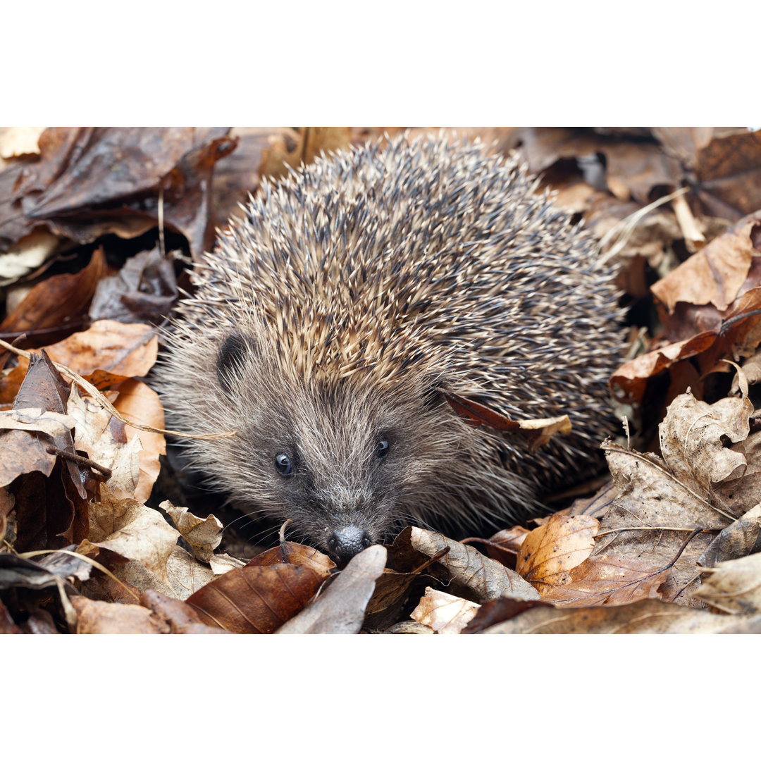 Hedgehog Amongst Fallen Leaves von Gannet77 - Kunstdrucke auf Leinwand ohne Rahmen