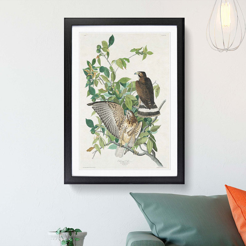 Brown-Winged Hawk by John James Audubon - Picture Frame Art Print, 36cm H x 27cm W x 2cm D, Black Framed