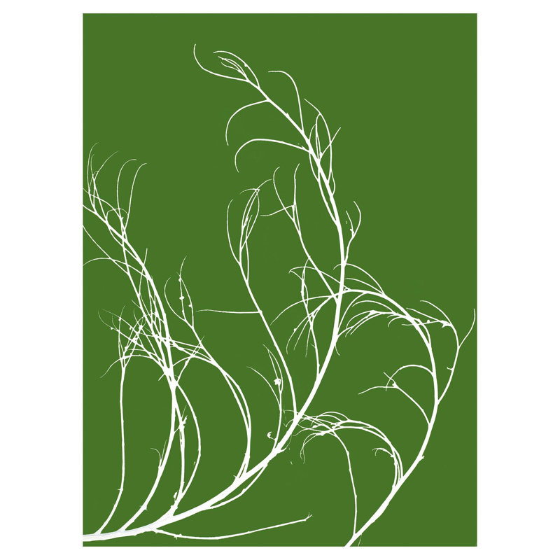 Tumbleweed Botanical Print, 50" H x 37" W, Unframed