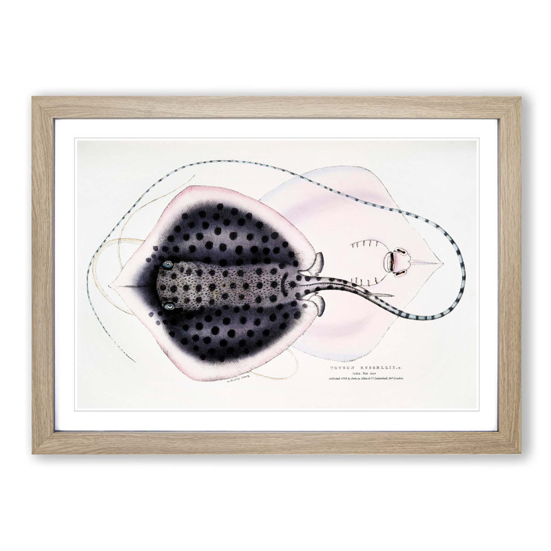 Stingray Illustration by John Edward Gray - Picture Frame Graphic Art Print, 27cm H x 36cm W x 2cm D, Oak Framed