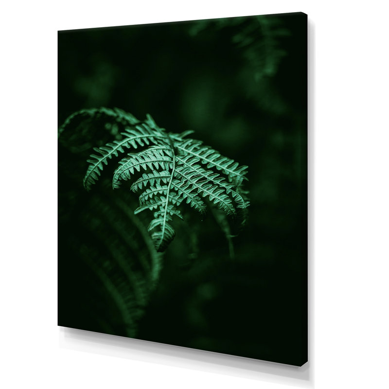 Fougère vert foncé sur fond noir I - reproduction sur toile, H 32 po x l 24 po, Toile tendue