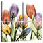 Tulipe Scape