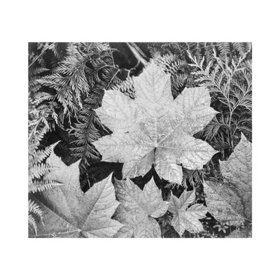 In Glacier National Park by Ansel Adams - Giclee Print