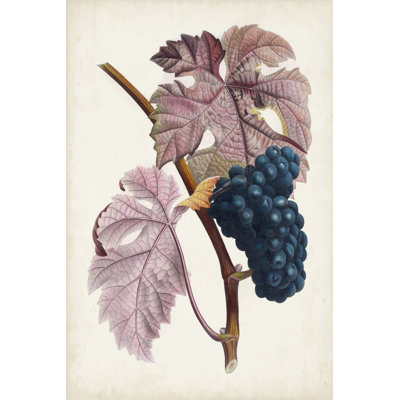 Raisin de Ceinlurier by Pierre Antoine Poiteau - Painting