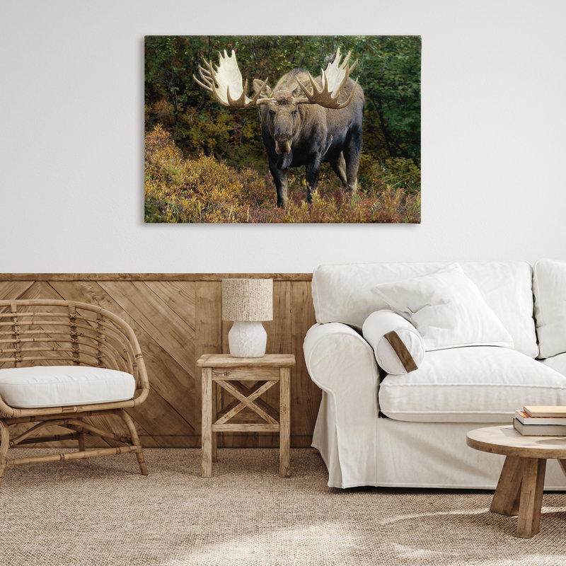 «Bull Moose Face Off» par Shane Lamb, H 30 po x l 45 po