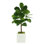 3.5' Fiddle Leaf Fig Tree