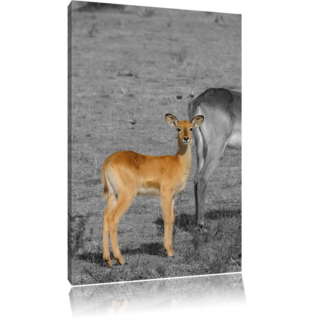 Leinwandbild Indische Gazelle mit Jungtier