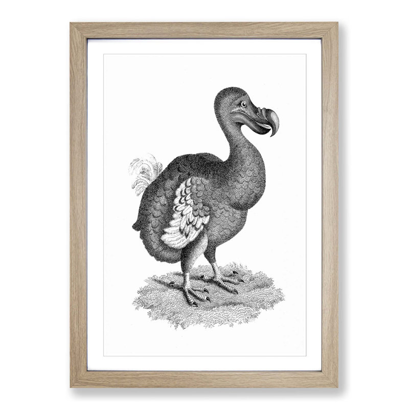 Dodo in Black and White by George Shaw - Picture Frame Drawing Print on MDF, Oak Framed, 65cm H x 48cm W x 2cm D