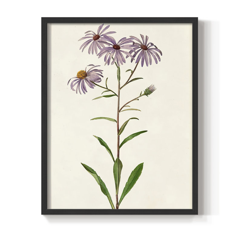 Mauve Garden Flowers III, reproduction encadrée - bois massif, H 21 po x l 17 po, Noir, noir, noir, noir