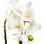 Anneus 46cm Plant
