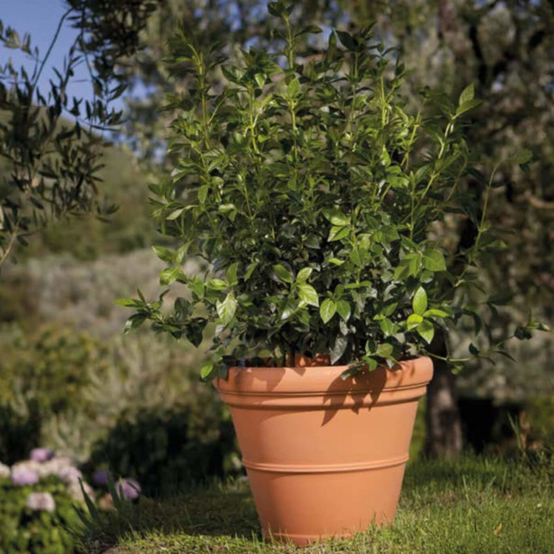 Mullett Planter, 30cm H x 35cm W x 35cm D