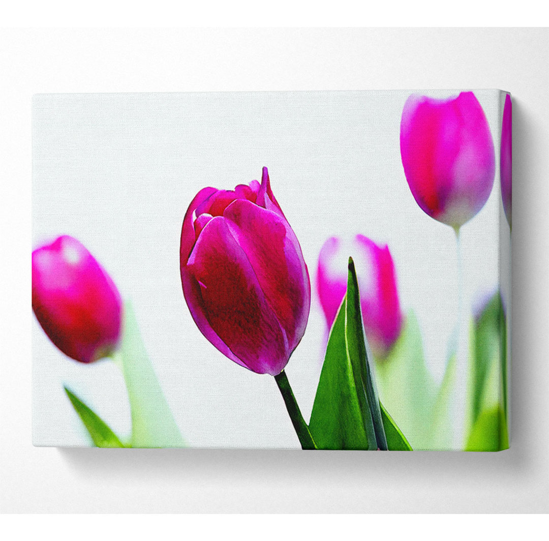 Cerise Tulip Quads - Kunstdrucke auf Leinwand - Wrapped Canvas