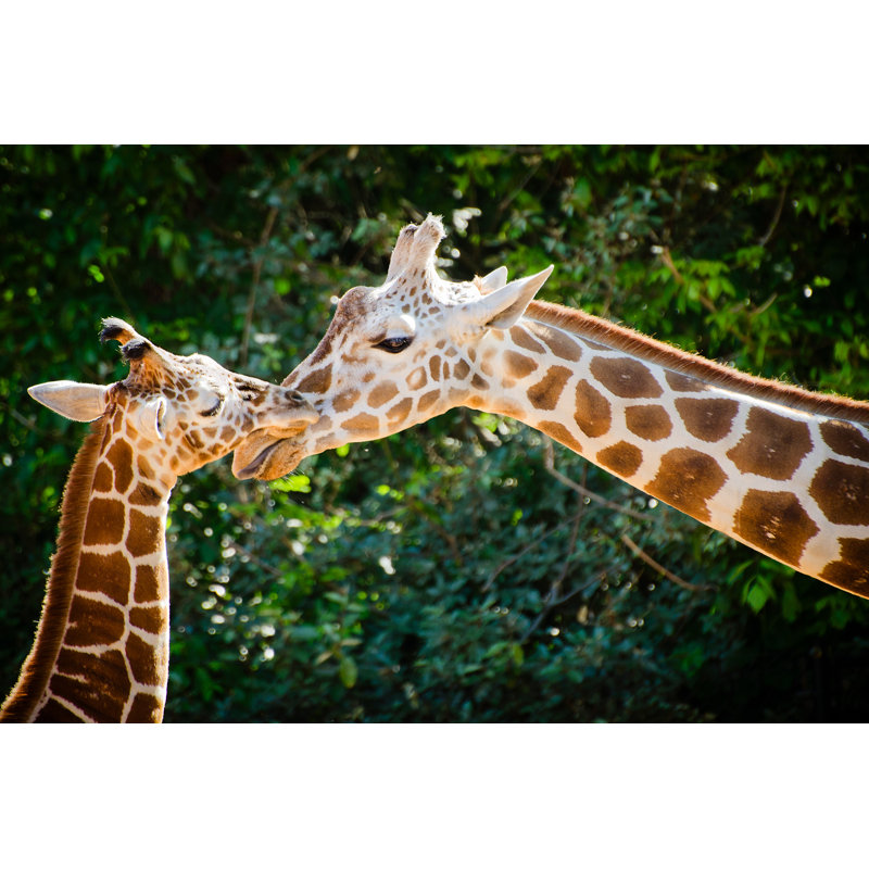 Giraffe and Her Young par Pavlinec - Photographie sur toile tendue, L 12 po x H 8 po