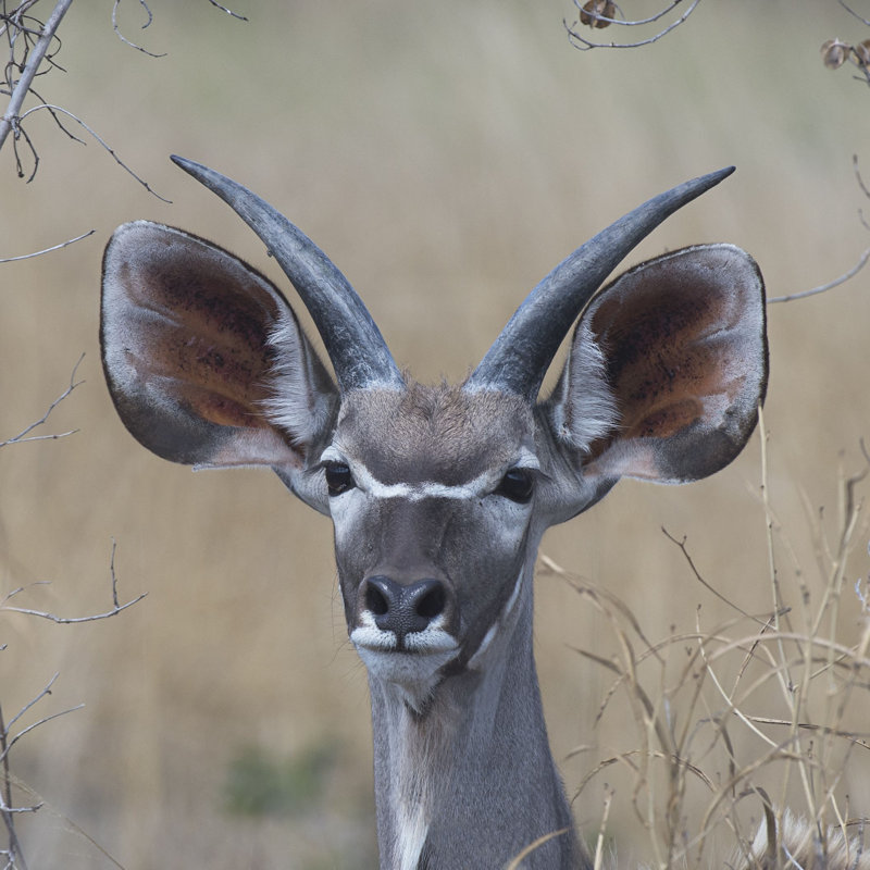 Young Kudu by Scott Bennion - Wrapped Canvas Art Prints, 91cm H x 91cm W