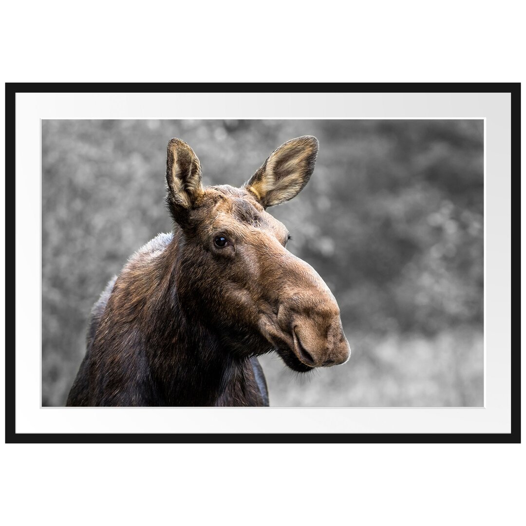 Gerahmtes Poster Elch im Wald