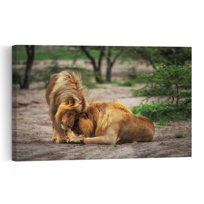 Tender Lion Bond Contemporary Cat Lion Nature Wildlife Wall Art Print 1 Piece Wrapped Canvas Wall Art