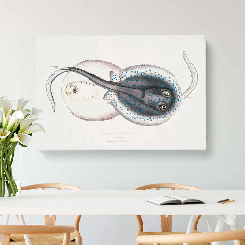 Trygon Stingray Illustration by John Edward Gray - Wrapped Canvas Painting, 35cm H x 50cm W x 3cm D