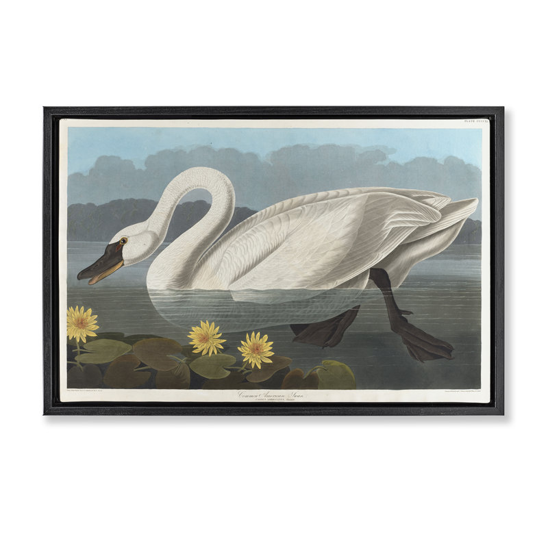 Toile flottante encadrée «Classic Common American Swan» par one1000paintings, Cadre flottant noir de jais, H 21 po x l 31 po