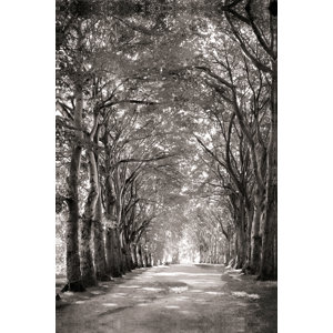 https://assets.wfcdn.com/im/62878288/resize-h300-w300%5Ecompr-r85/2225/222560576/%22+Black+And+White+Path+Of+Trees+%22.jpg