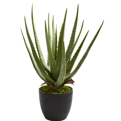 Plante de bureau en pot de fleurs aloe