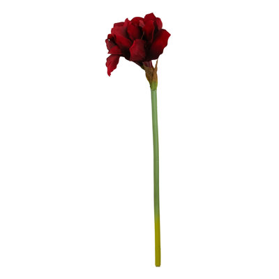 Fiori Amaryllis Arrangement