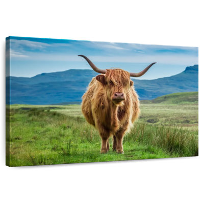 Brampt Irish Highland Cow