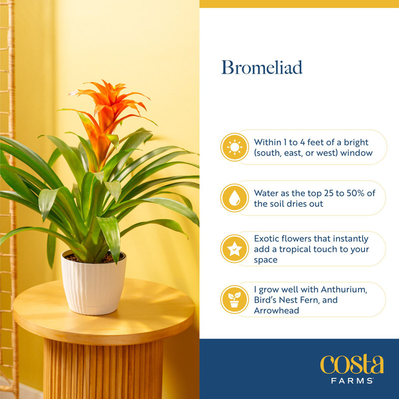 Bromeliad Plant in Planter