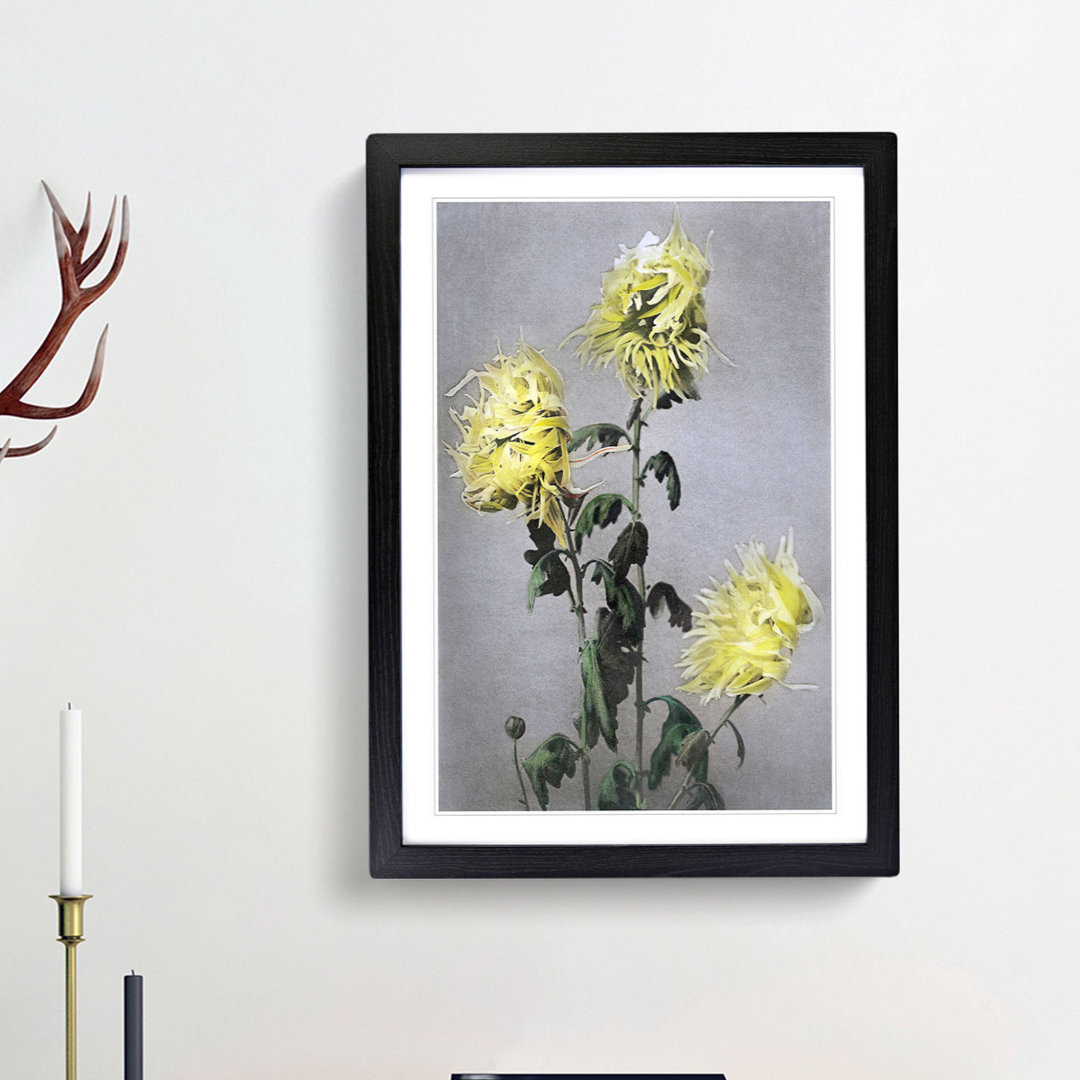 Yellow Chrysanthemum Flowers by Ogawa Kazumasa - Framed Print