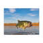 No Frame Print on Canvas-1669430300