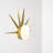 SOLARE DAWN - Light Brass