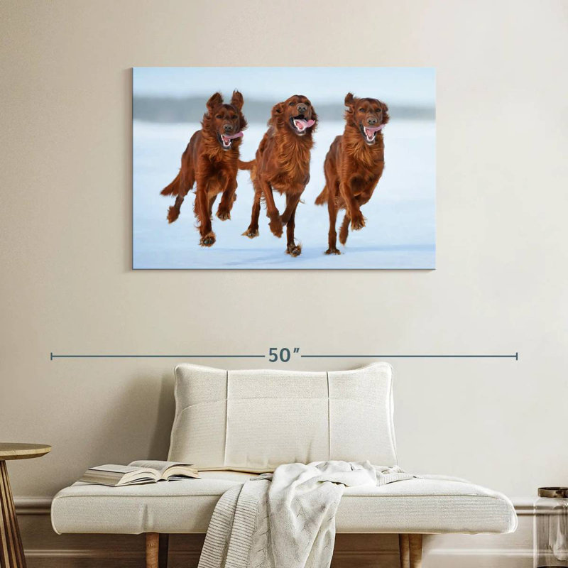 Running Irish Setters