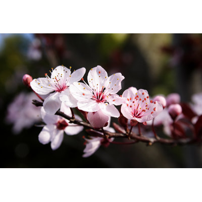 Plum Blossom - Photographie sur toile tendue