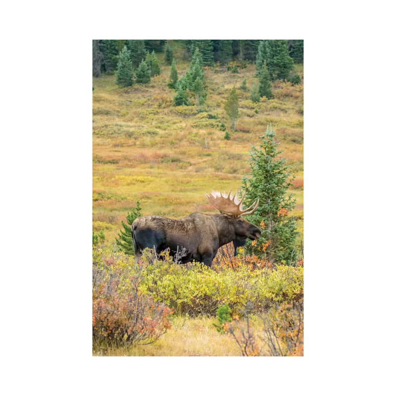 USA, Colorado, Cameron Pass. Bull Moose With Antlers. by Jaynes Gallery - Wrapped Canvas Gallery-Wrapped Canvas Giclée
