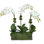 Phalaenopsis Orchids in Glass Rectangle Vase