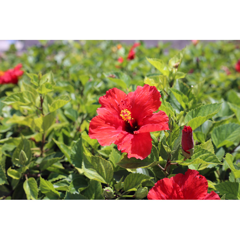 Hibiscus Flowers - Wrapped Canvas Print, 30cm H x 46cm W x 3.8cm D