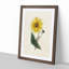 Illustration of a Yellow Sunflower - Picture Frame Painting Print-55579638-55579639