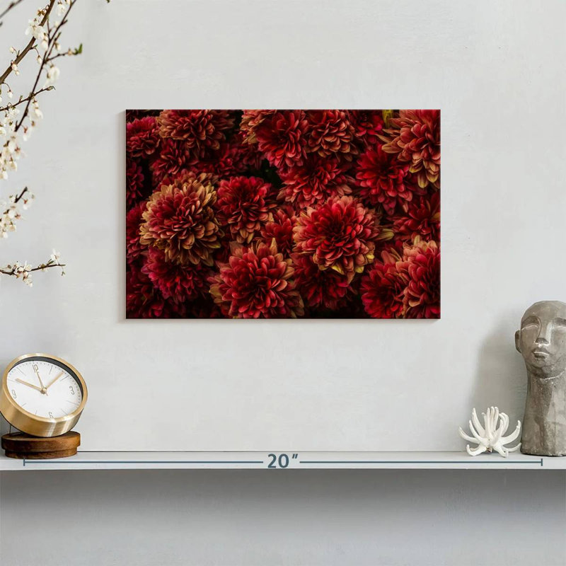 Dahlias Harnek rouge foncé, H 8 po x l 12 po