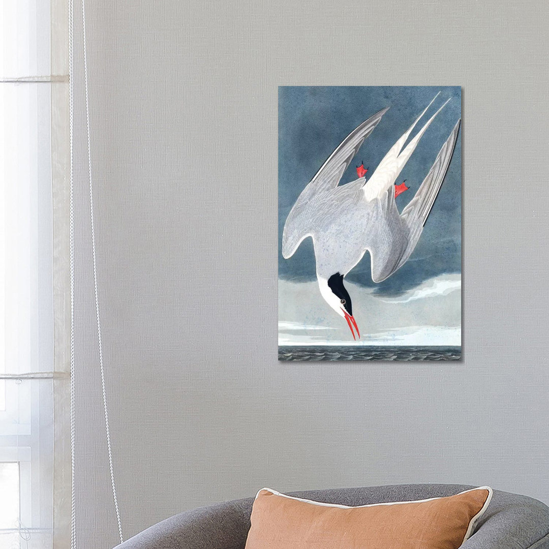 Arctic Tern, Sterna Paradisaea, From "The Birds Of America", 1827-38 by John James Audubon - Wrapped Canvas Gallery-Wrapped Canvas Giclée