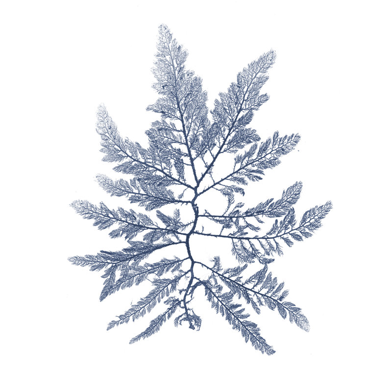 Navy Seaweed II by Vision Studio - Wrapped Canvas Painting, 91cm H x 91cm W
