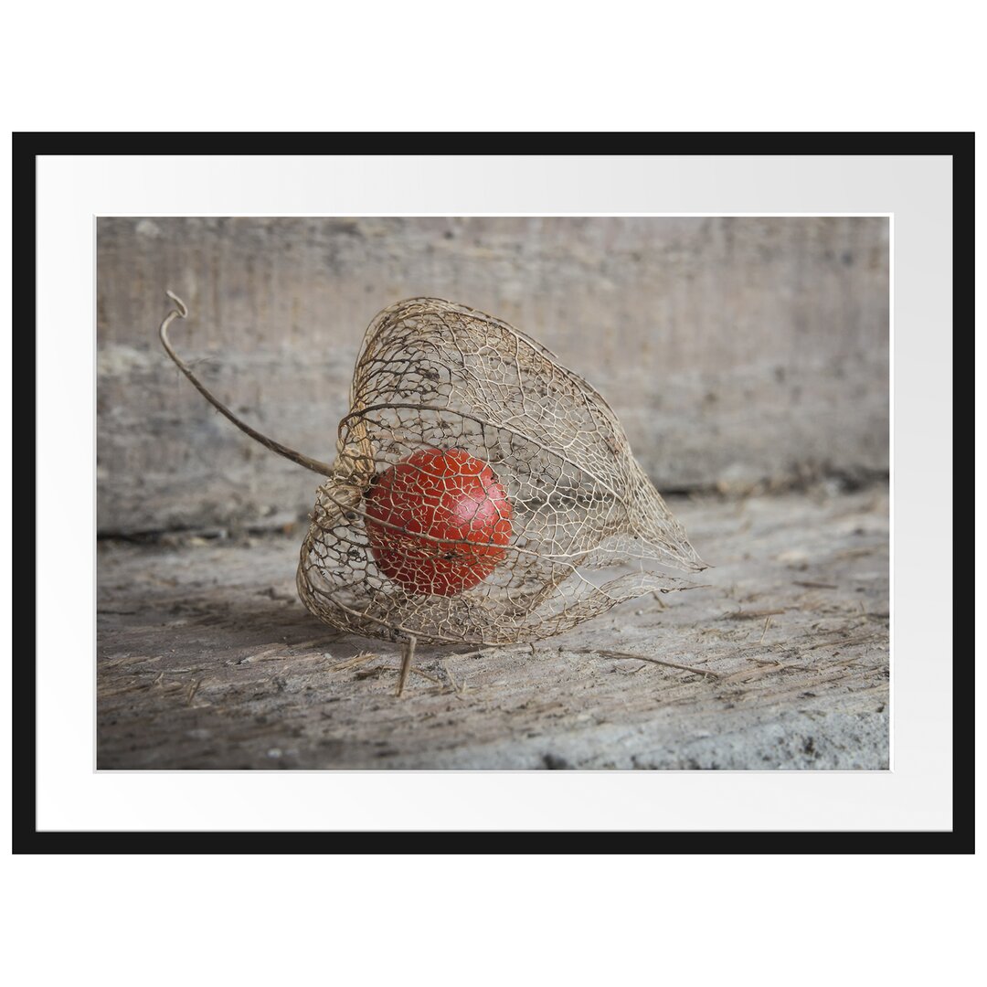 Gerahmtes Poster Physalis