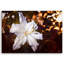 White Lily On A Brown Background - Wrapped Canvas Print-1383922775
