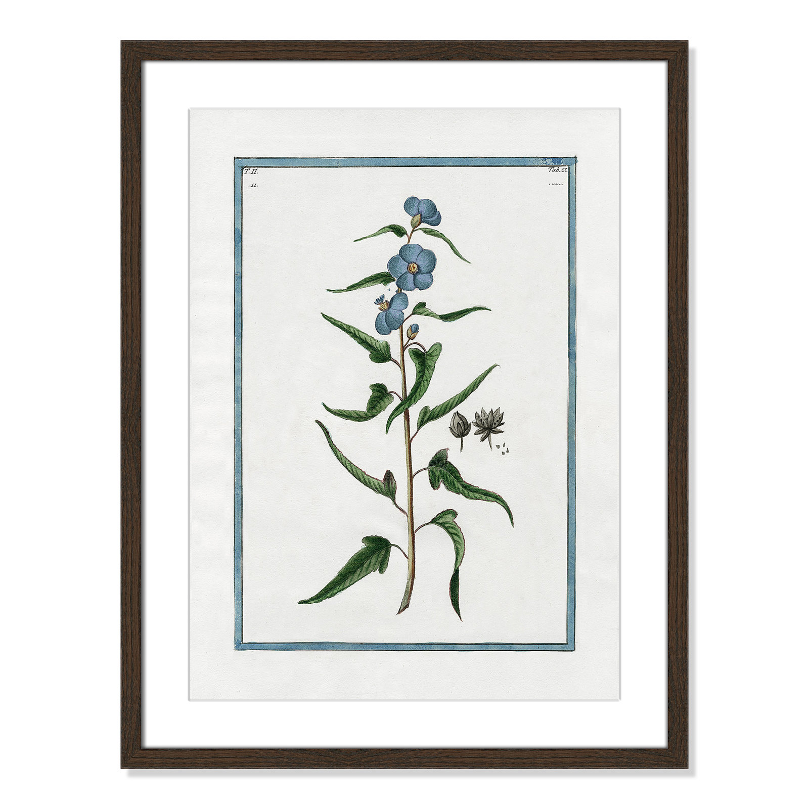 Colombe "Shabby Elegance Botanical I" Print, 17" W x 23" H, Walnut Framed