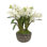 Orchid in Pot