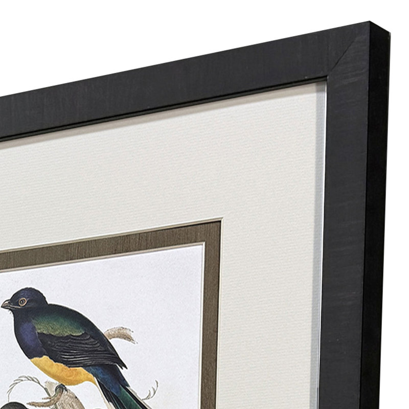 «Elegant Trogons», art encadré