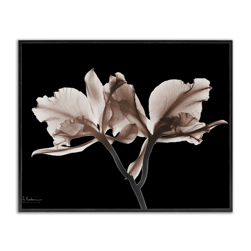 Orchidées moka sur fond noir, estampe numérique, conception par Albert Koetsier, H 16 po x l 20 po
