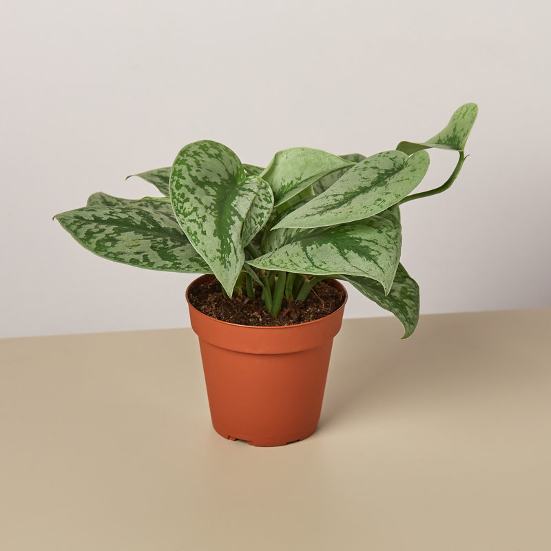 House Plant Shop Live Foliage Plant
