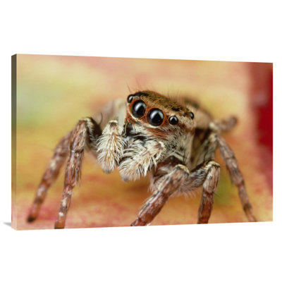 " Jumping Spider Portrait, Reunion "
