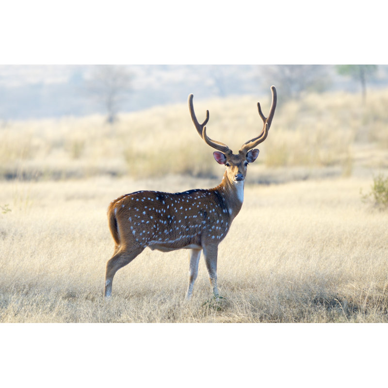 Chital, Axis Axis - Wrapped Canvas Print, 61cm H x 91cm W x 3.8cm D
