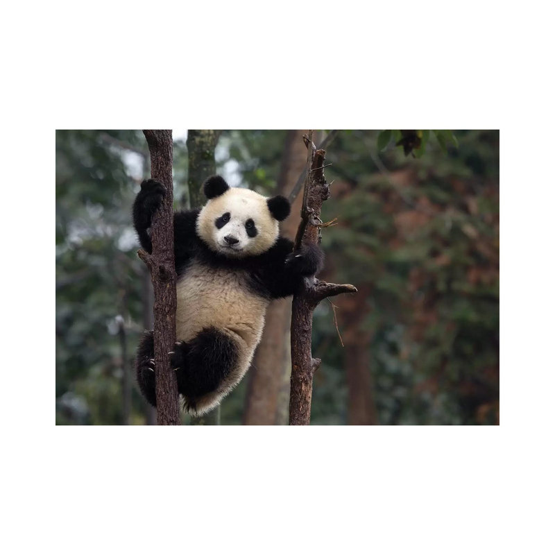 Reaching The Top 1 Piece Wrapped Canvas Wall Art, 20.32 cm H x 30.48 cm W x 1.91 cm D