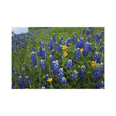 Bluebonnet And Texas Yellowstar Meadow, Cedar Hill State Park, Texas by Tim Fitzharris - Wrapped Canvas Print